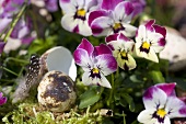 Horned violets and quail's egg (decoration)
