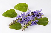Makandi (Coleus forskohlii) - Ayurvedic medicinal plant
