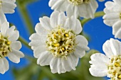 Sneezewort (Achillea ptarmica)