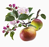 Zweig mit Apfelblüten und Äpfeln