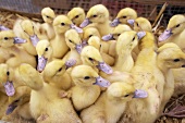 Ducklings on a market stall in Gascony