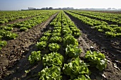 Lettuce field in Normandy