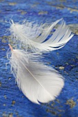 Two white feathers on a blue background