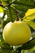 A grapefruit on the tree