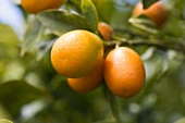 Kumquats on a branch