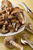 Honey mushrooms (Armillaria mellea) with mushroom knife
