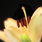 A lily (close-up)
