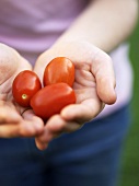 Hands holding tomatoes
