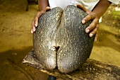 Coco de mer (Fruit of the Seychelles palm)