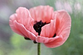 Pink poppy