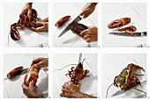 Cutting up a cooked lobster