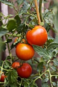 Red tomatoes on the plant