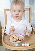 Small child sitting in high chair, eating sponge finger