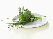 A bunch of herbs on a white plate