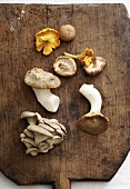 Various types of mushrooms on wooden board