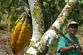 Cocoa harvest: worker with cocoa knife (S. Bahia, Brazil)