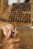 Kakaobohne aufschneiden (Qualitätsprobe)