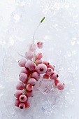 Frozen redcurrants on crushed ice