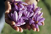 Hands holding saffron flowers (Mund, Valais, Switzerland)