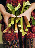 Hands holding sticks of rhubarb
