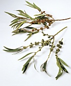 Eucalyptus twigs with fruits