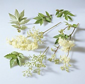 Meadowsweet with flowers