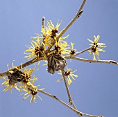 Flowering witch hazel