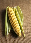 Corn on the cob with husks