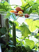 Cucumber plant and tomatoes in a greenhouse