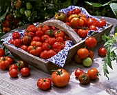 Various types of tomatoes in a wooden basket