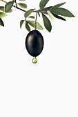 Olive oil dripping from a black olive