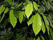 Leaves of the coffee bush (variety: Arabica)