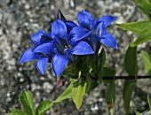 Clusius' or trumpet gentian (Gentiana clusii)