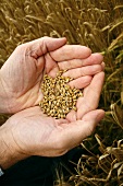 Hands holding grains of barley