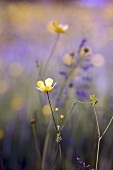 Wiesenblumen (Nahaufnahme)