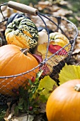 Assorted pumpkins and squashes in a basket