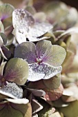 Sugared hydrangea flowers