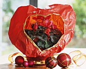 Cyclamen wrapped in red paper, Christmas baubles