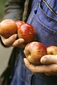 Hände halten frisch geerntete Äpfel