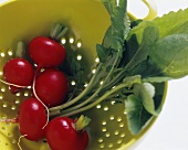 Radishes in a colander