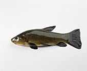 A tench