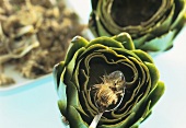 Scraping the choke out of an artichoke with a spoon