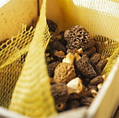 Morels in a box with a net