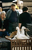 Live geese at a market