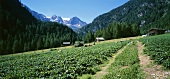 Strawberry field in Martell Valley, S. Tyrol, Italy