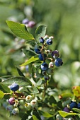 Unreife Heidelbeeren am Strauch