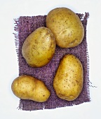 Potatoes, variety: Hela