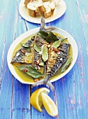 Mackerel in olive oil marinade with bay leaves and chilli