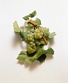 Chardonnay grapes and vine leaves