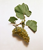 Pinot blanc grapes and vine leaves